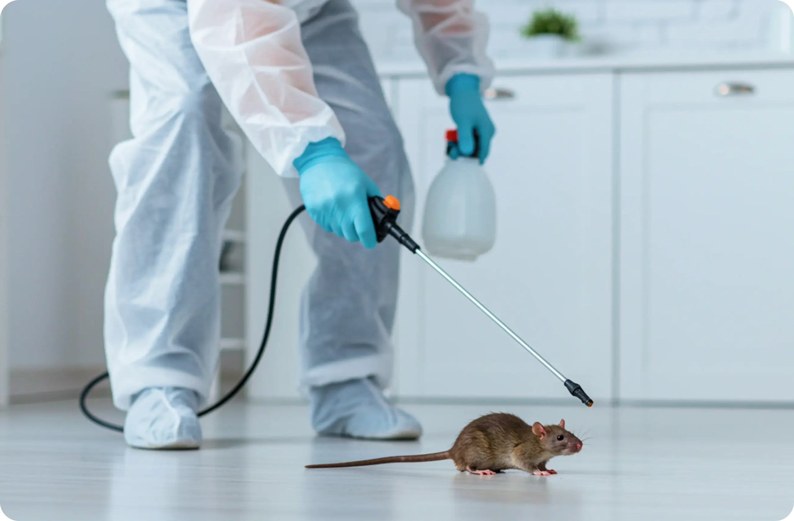 Pest Control Service