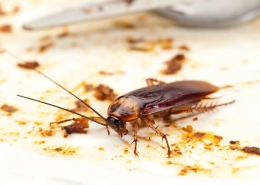 cockroach-pest-control