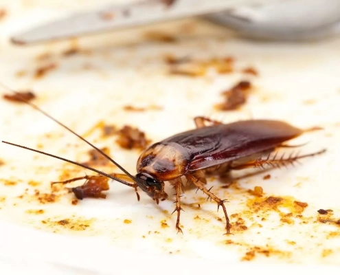 cockroach-pest-control