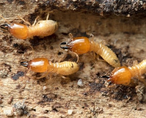 termite